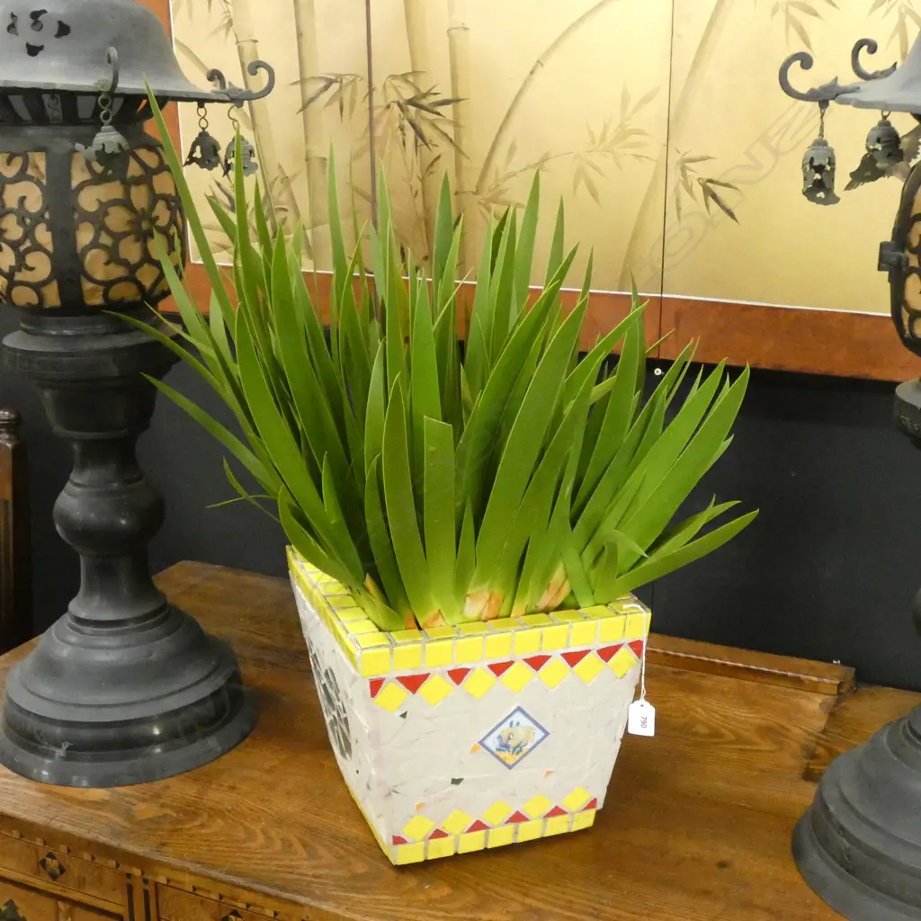 POOR KNIGHTS LILY IN YELLOW MOSAIC TUB H.600mm  Image 1++