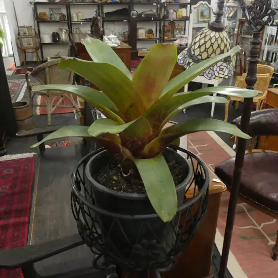 GIANT BROMELIAD H.500mm