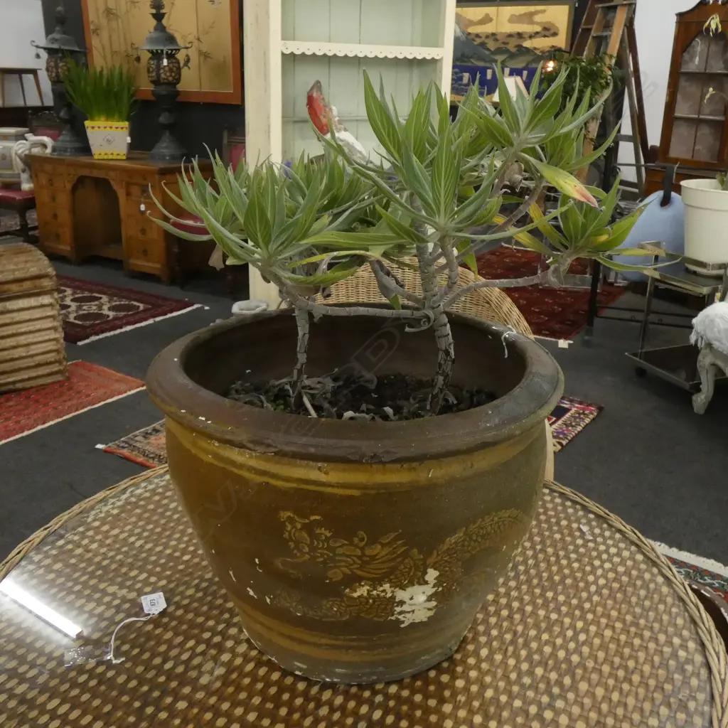 PR PAINTED CHINESE DRAGON POTS ONE w. ECHIUM PLANT 390mm dia  Image 1++
