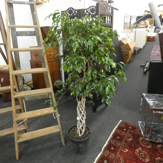 FICUS BENAMINA PLANT w. ENTWINED TRUNK H.1500mm