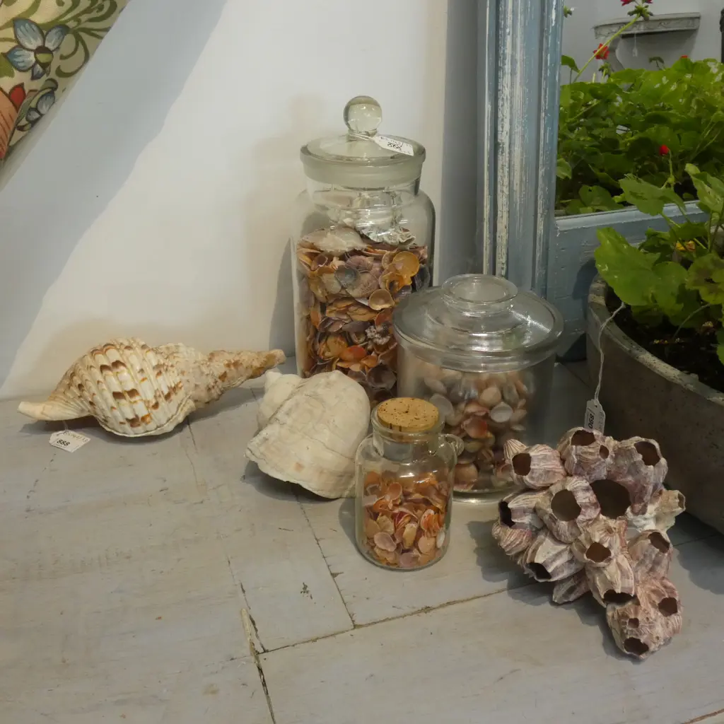 3 JARS OF SHELLS H.300mm + 3 LARGE SHELLS L.250mm Image 1++