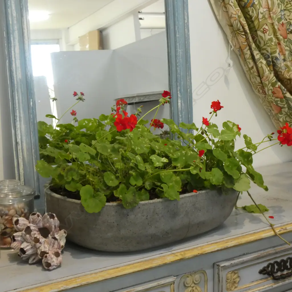 POTTED RED GERANIUMS W.600mm Image 1++