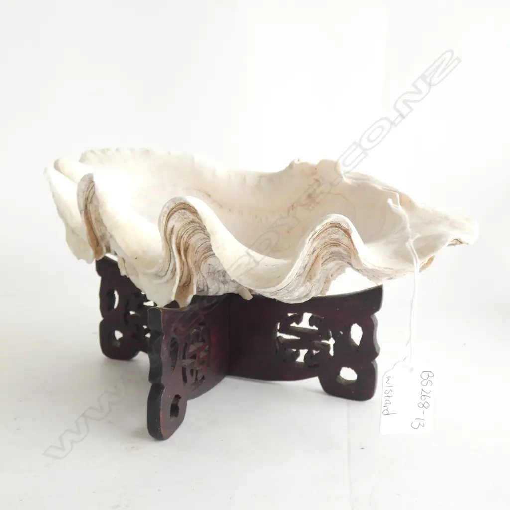 LARGE SHELL (L 265MM) WITH ORIENTAL WOODEN STAND  Image 1++