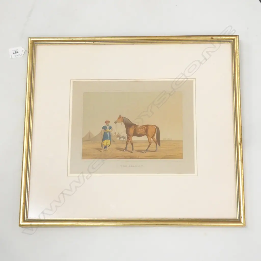 LITHOGRAPH OF EGYPTIAN HORSE 'THE ARABIAN' 215x275mm Image 1++