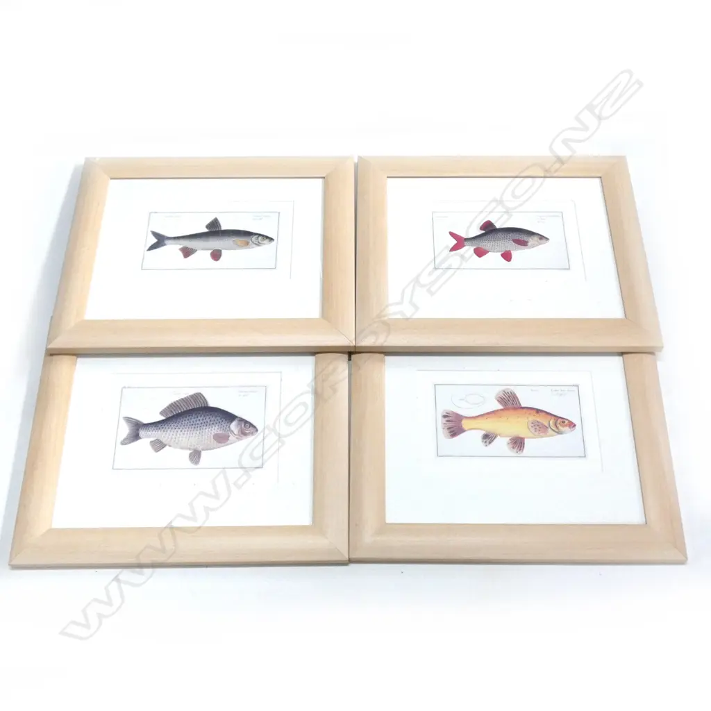 4 FISH PRINTS; MARCUS ELISER BLOCH c.1790 130x230mm Image 1++