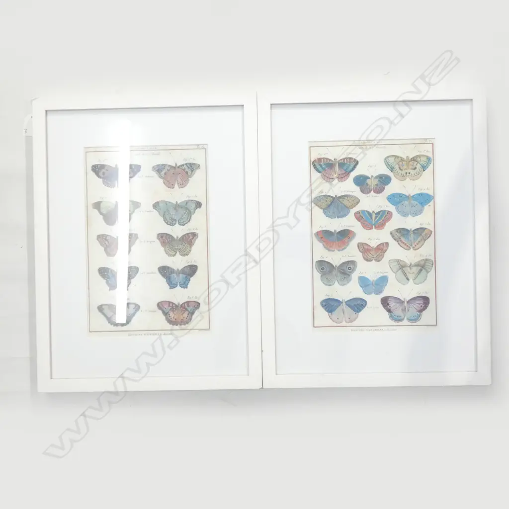 PR FRAMED BUTTERFLY PRINTS 295x190mm Image 1++