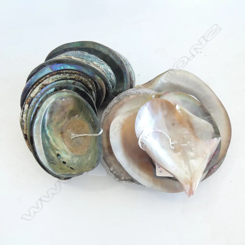 7 OYSTER SHELLS (1 w. 2 MABE PEARLS) + 8 PAUA SHELLS  Image 1++