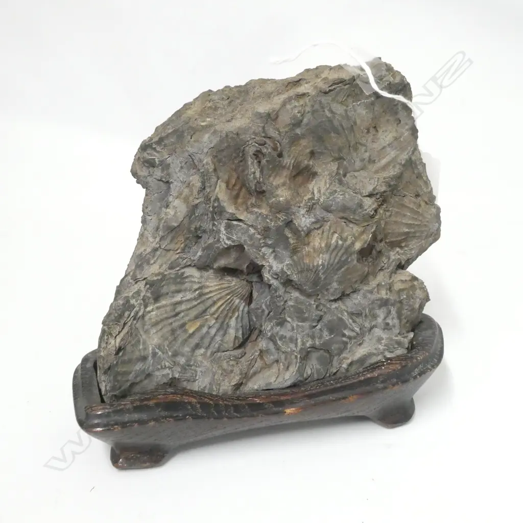 SCHOLARS ROCK FEATURING SCALLOP FOSSILS. MULBERRY WOOD STAND H178 W185mm Image 1++