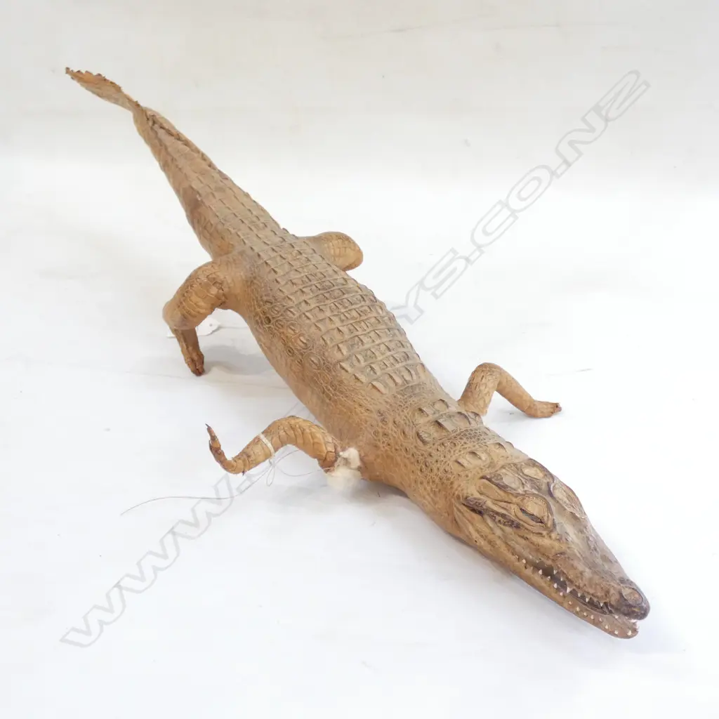 TAXIDERMY BABY ALLIGATOR L 655MM -2 FRONT LEGS NEED REPAIR Image 1++
