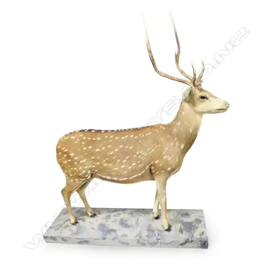 A taxidermy full body mount small stag deer,