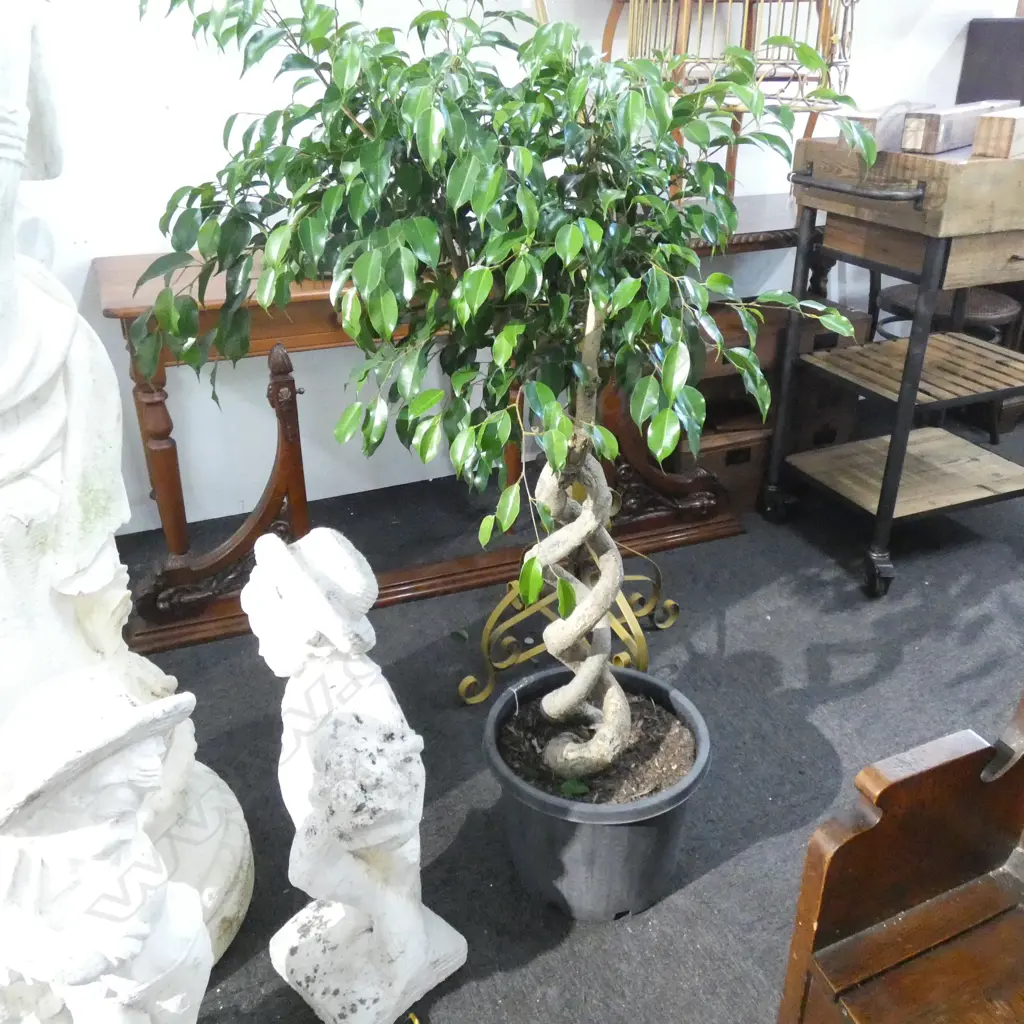 FICUS BENAMINA PLANT w. ENTWINED TRUNK H.1300mm Image 1++