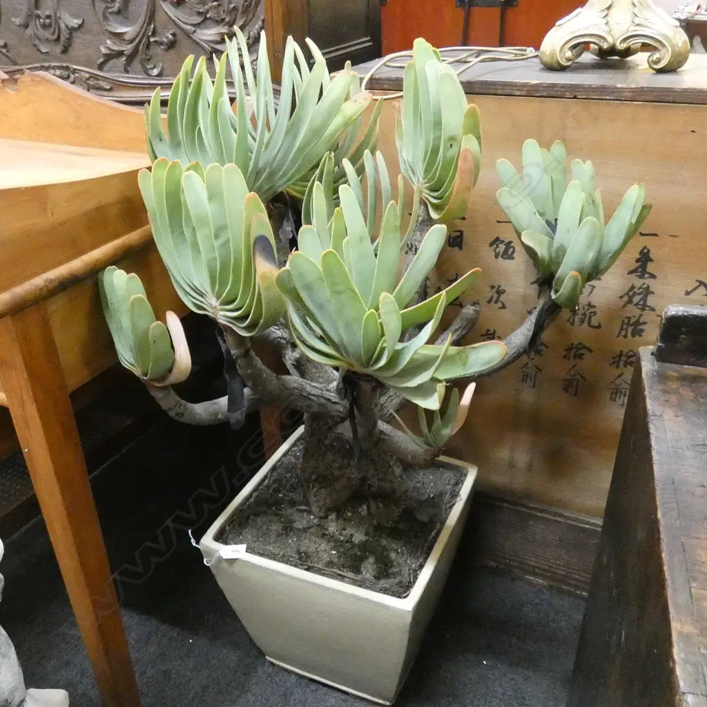 CACTUS POT PLANT H.1000mm Image 1++