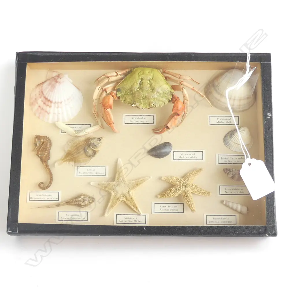 VINTAGE GLASS DISPLAY BOX EUROPEAN TAXIDERMY SEA ANIMALS; SEAHORSE, CRAB, STARFISH ETC.. Image 1++