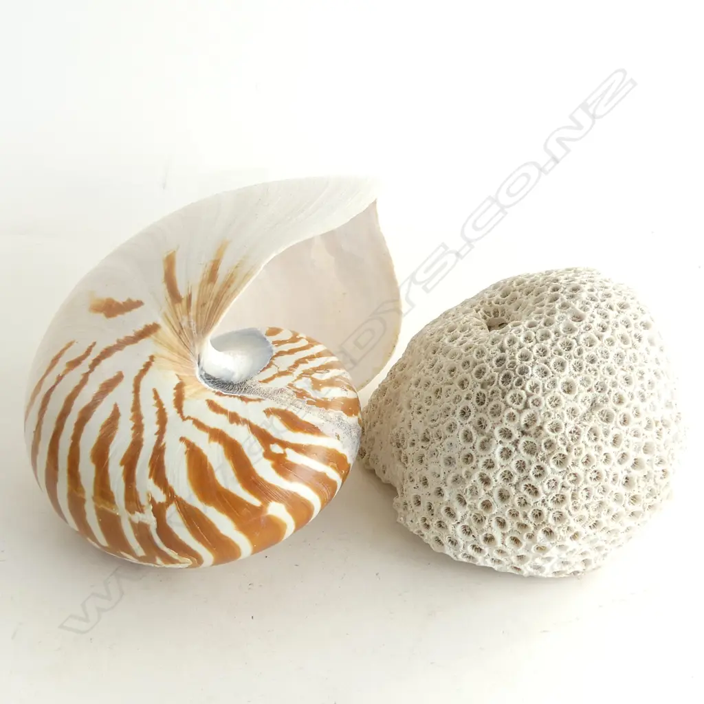 (11) NAUTILUS SHELL 140X160MM & SECTION OF BRAIN CORAL Image 1++