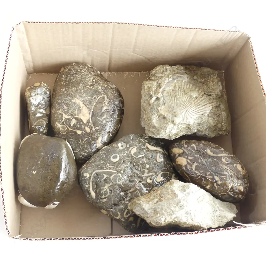 BOX FOSSILISED SANDSTONES & ROCKS  Image 1++