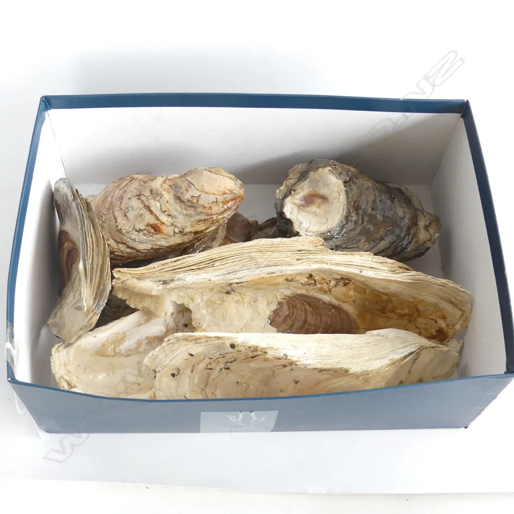BOX FOSSILISED SHELLS  Image 1++