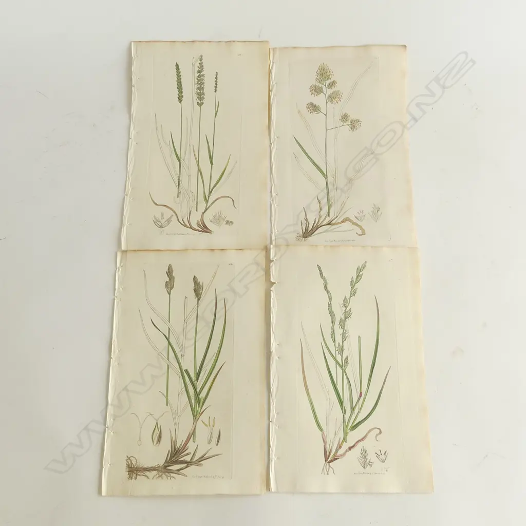 4 JAMES SOWERBY HAND COLOURED BOOK PLATE ENGRAVINGS PUBLISHED 1795 FLOWERING GRASSES Image 1++