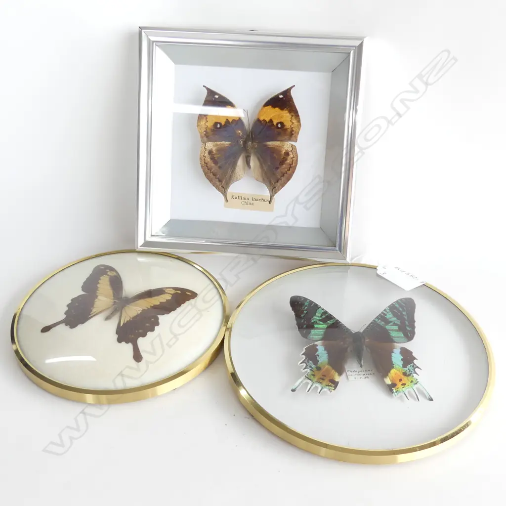 3 FRAMES OF 3 COLOURFUL TAXIDERMY BUTTERFLIES LARGEST DIA 180MM Image 1++