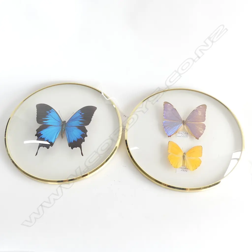 2 ROUND FRAMES OF 3 COLOURFUL TAXIDERMY BUTTERFLIES DIA 200MM Image 1++