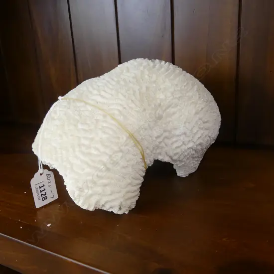 BRAIN CORAL