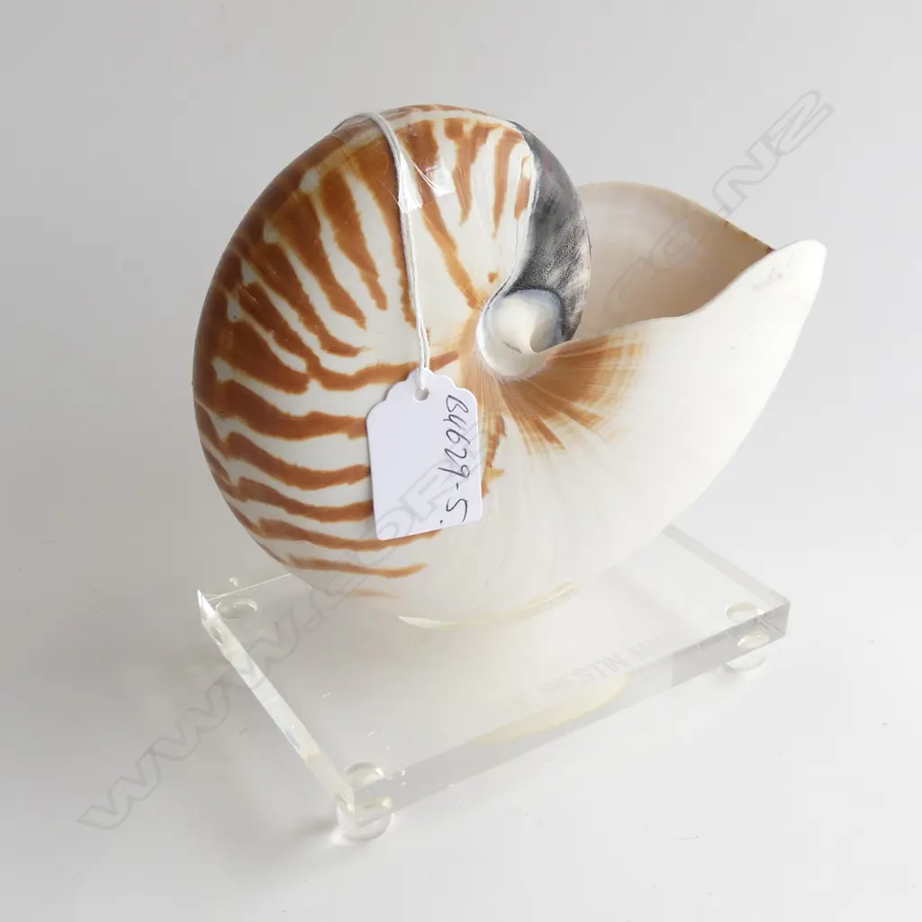 NAUTILUS SHELL MOUNTED ON PERSPEX BASE H.150mm Image 1++
