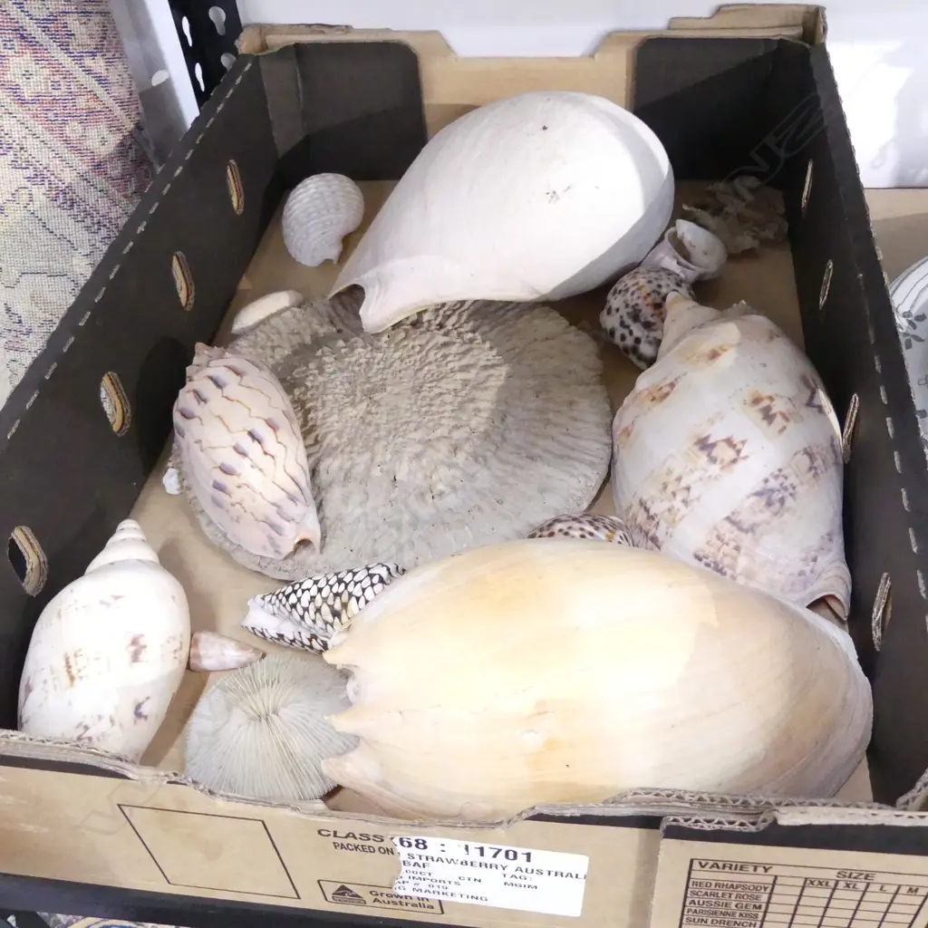 COLLECTION ASST. SHELLS  Image 1++