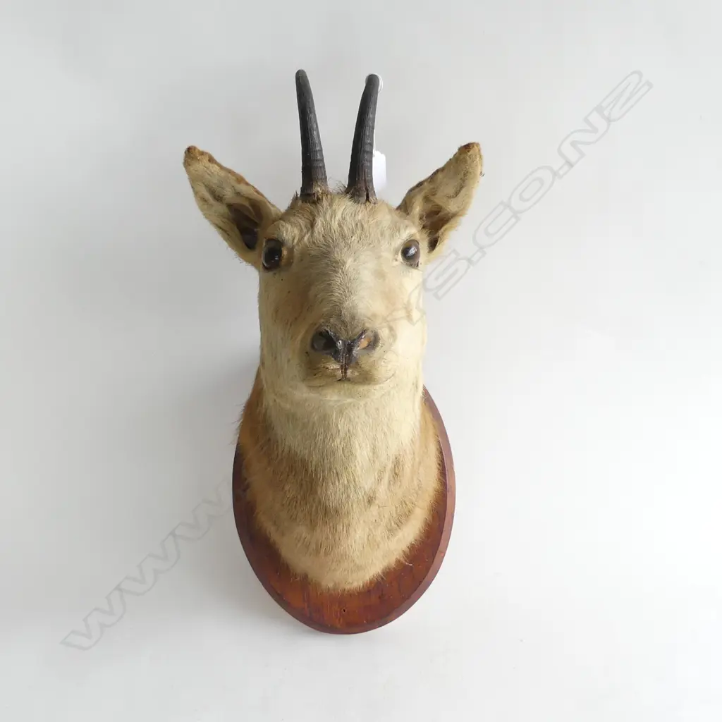 MOUNTED TAXIDERMY TAHR HEAD H.450mm Image 1++