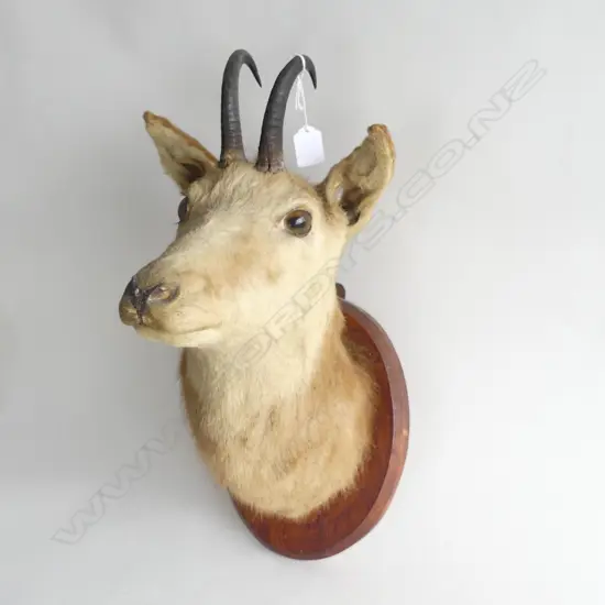 MOUNTED TAXIDERMY TAHR HEAD H.450mm