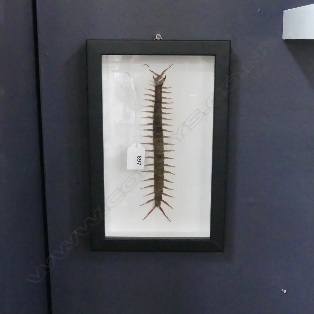 FRAMED VIETNAMESE CENTIPEDE 245x145mm Image 1++