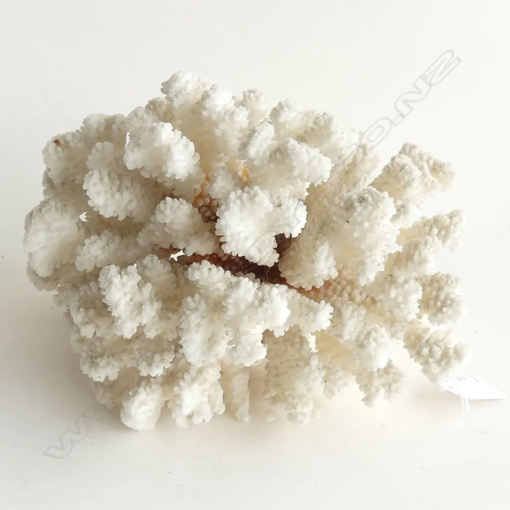 LGE WHITE CORAL W.260mm Image 1++