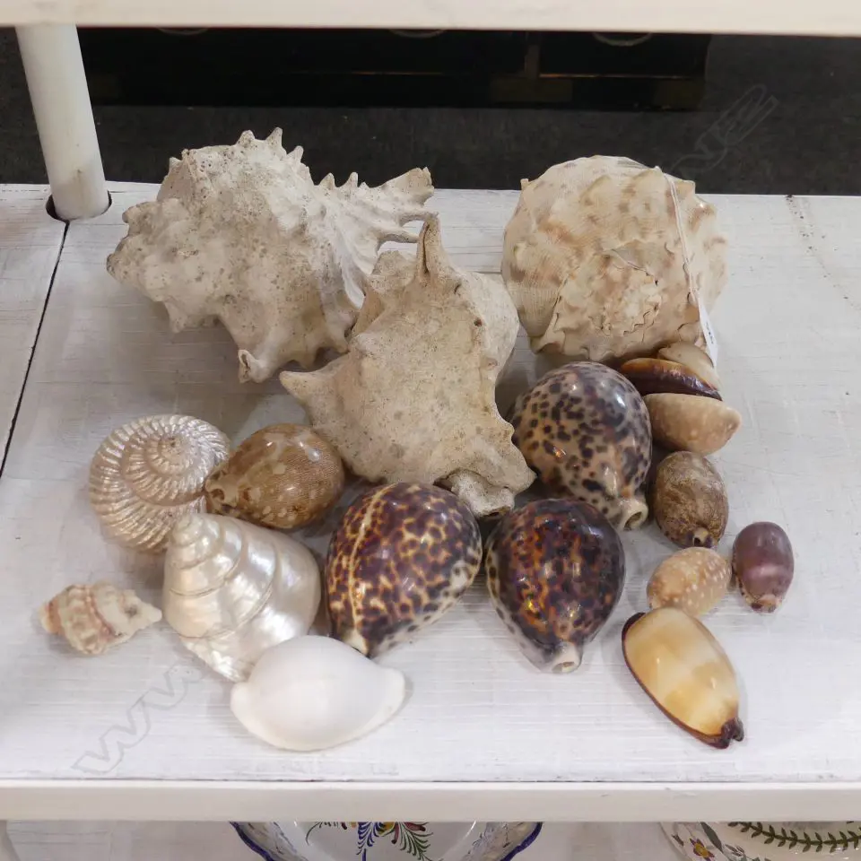 COLLECTION OF VINTAGE SEA SHELLS Image 1++