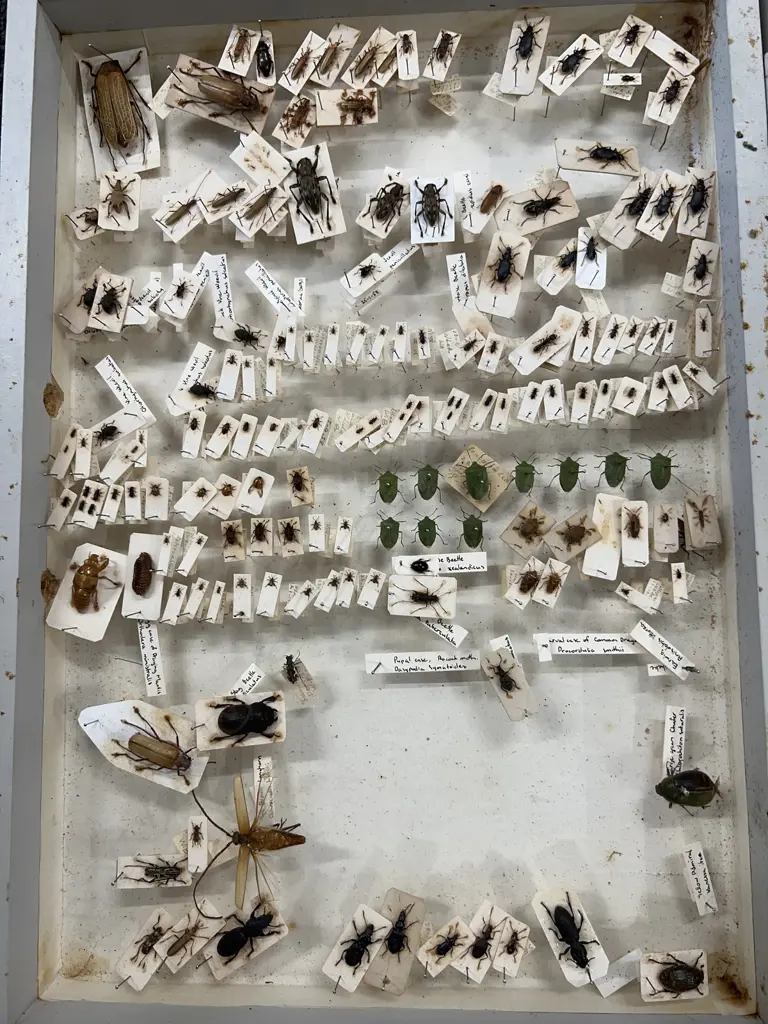 CASED COLLECTION OF ANTHROPODS. CRICKETS BEETLES. MOTHS ETC. CASE L 430MM Image 1++