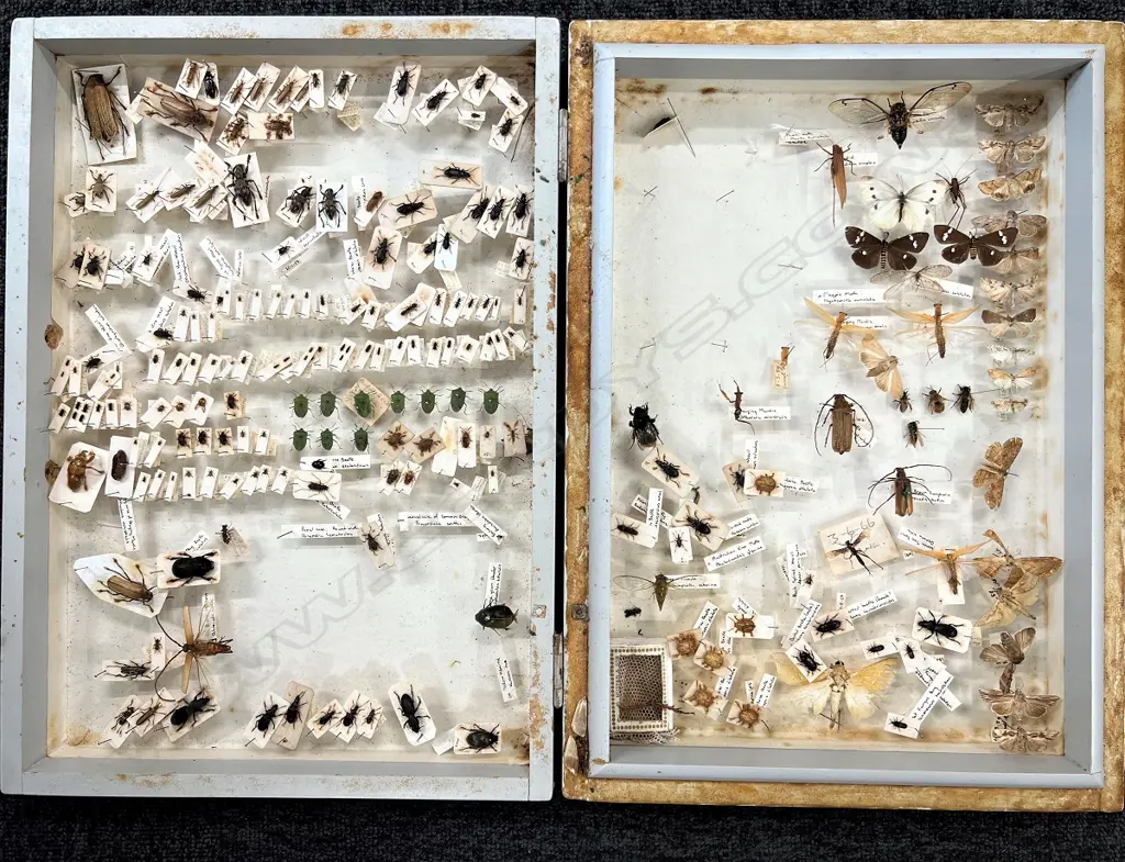 CASED COLLECTION OF ANTHROPODS. CRICKETS BEETLES. MOTHS ETC. CASE L 430MM Image 1++