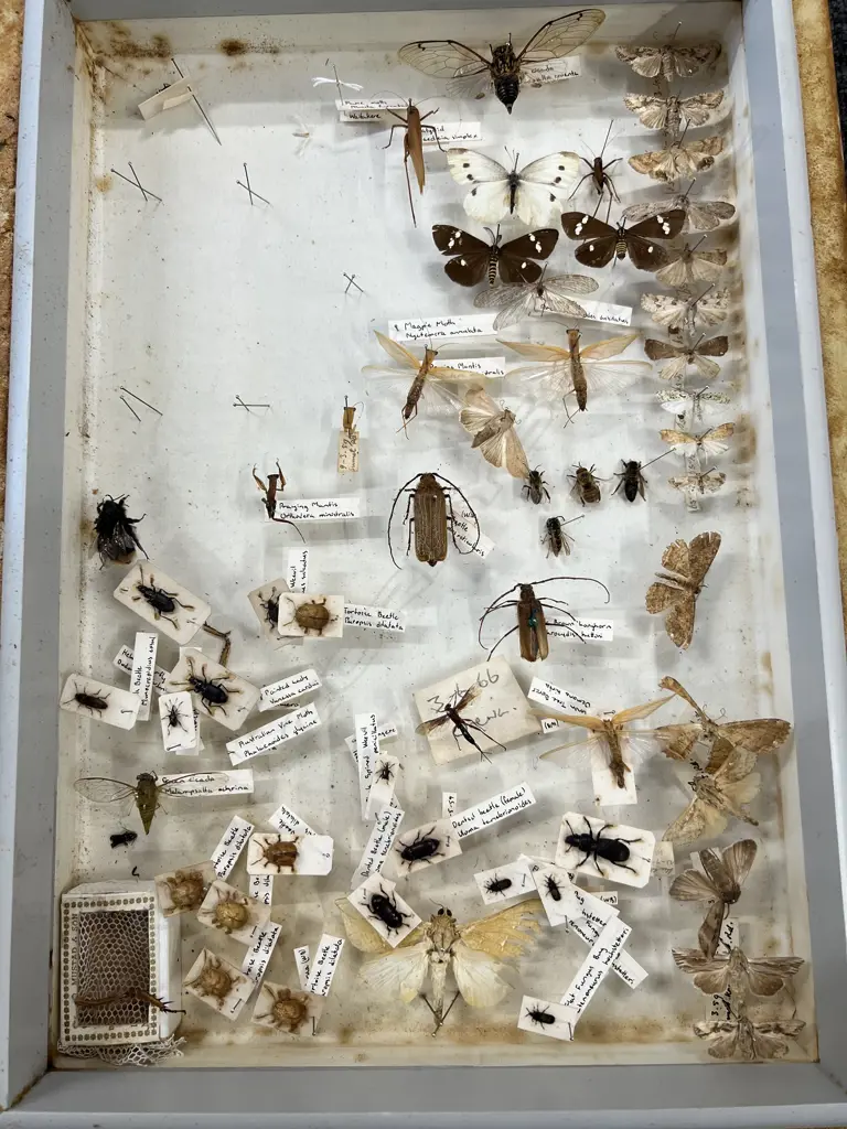 CASED COLLECTION OF ANTHROPODS. CRICKETS BEETLES. MOTHS ETC. CASE L 430MM Image 1++