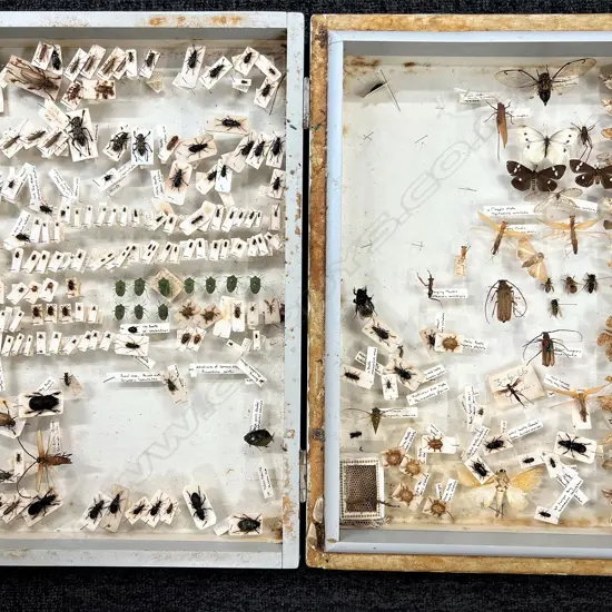 CASED COLLECTION OF ANTHROPODS. CRICKETS BEETLES. MOTHS ETC. CASE L 430MM