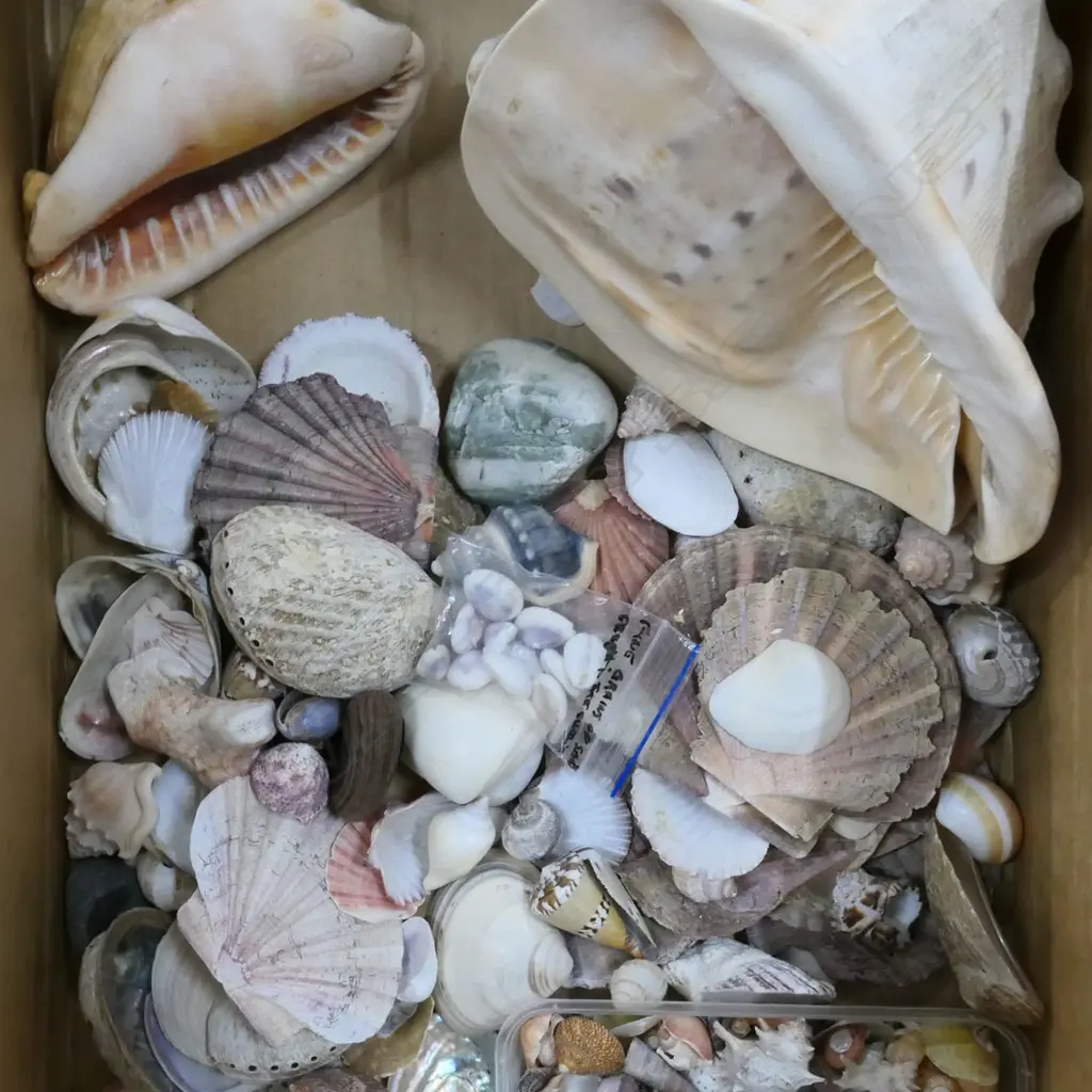 COLLECTION OF SEASHELLS Image 1++