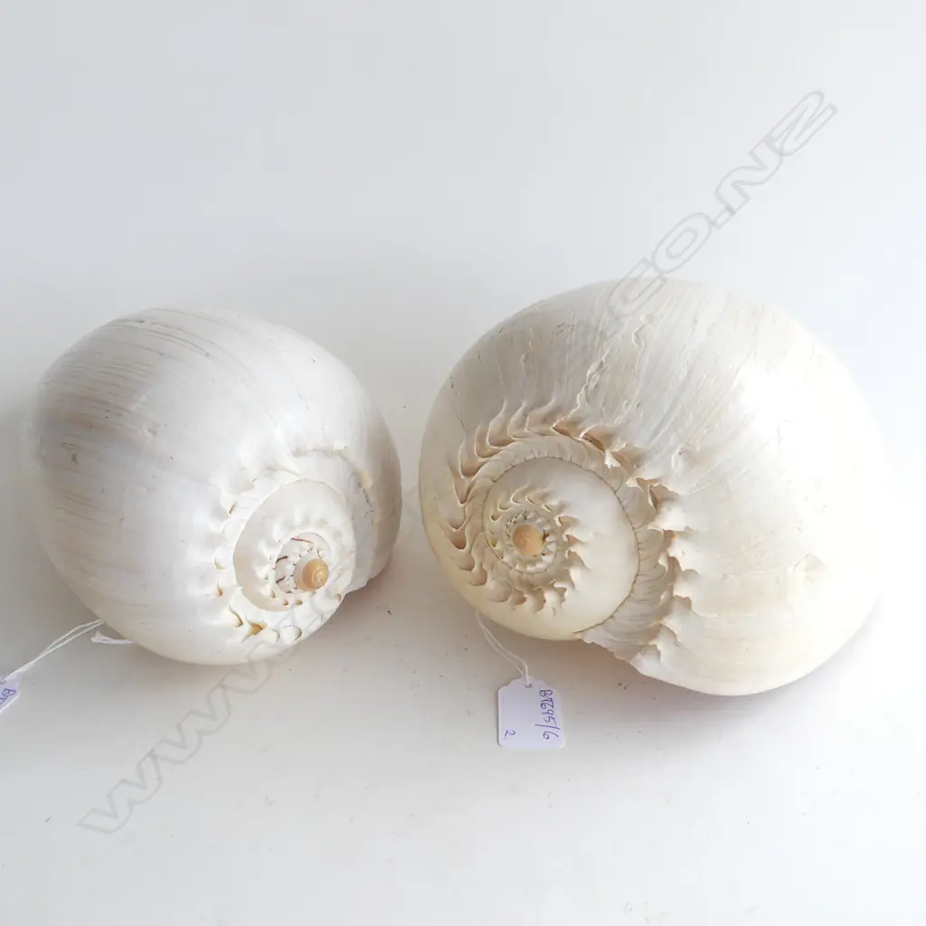2 BAILER SHELLS W.250mm (chips to one) Image 1++