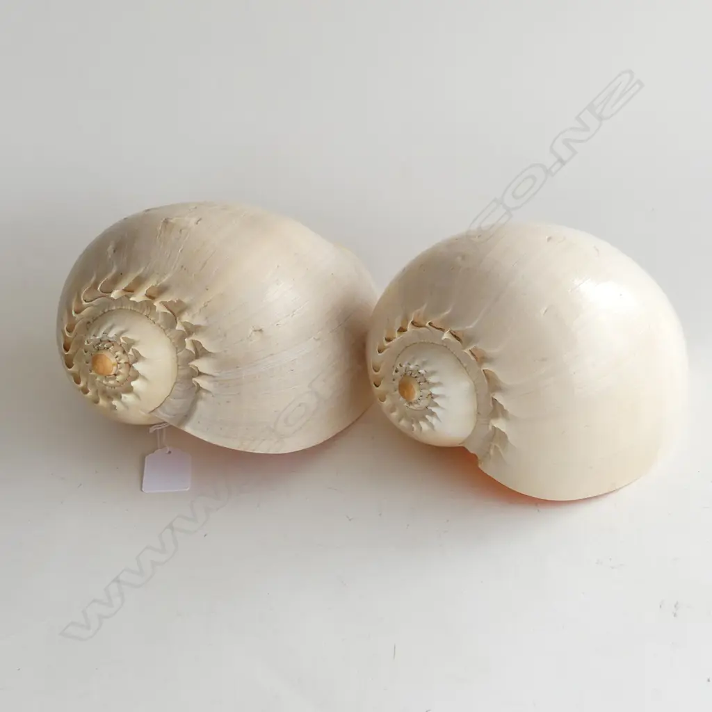 2 BAILER SHELLS W.240mm Image 1++