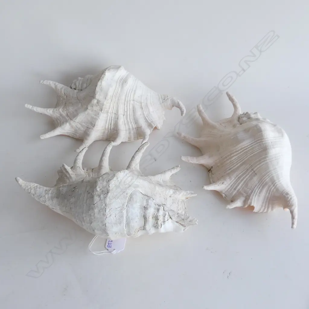 3 CONCH SHELLS W.250mm Image 1++