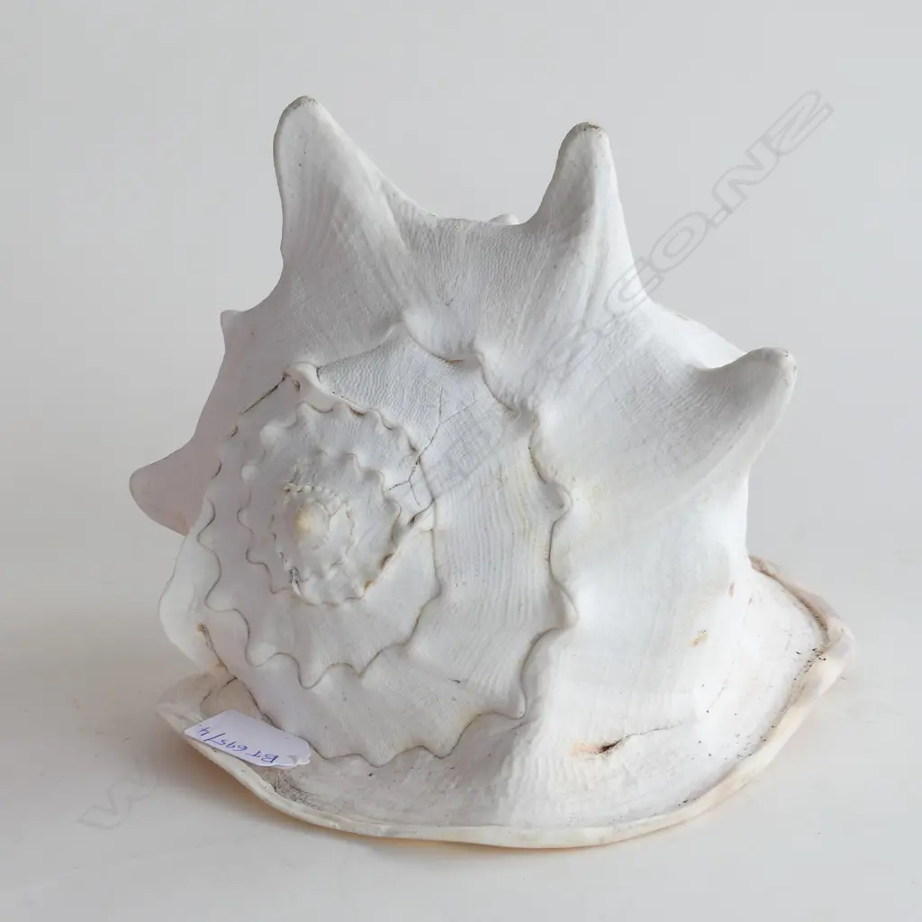 LARGE CONCH SHELL W.270mm Image 1++