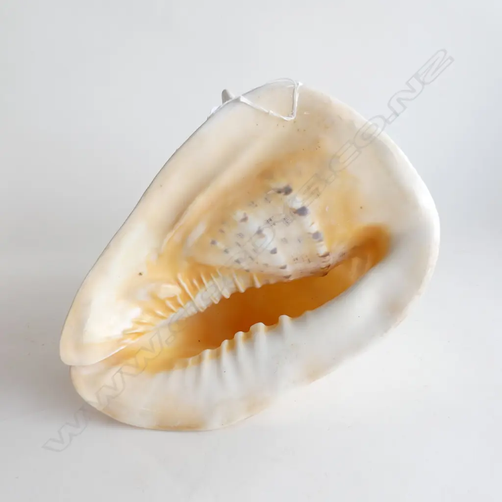 LARGE CONCH SHELL W.270mm Image 1++