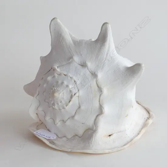 LARGE CONCH SHELL W.270mm
