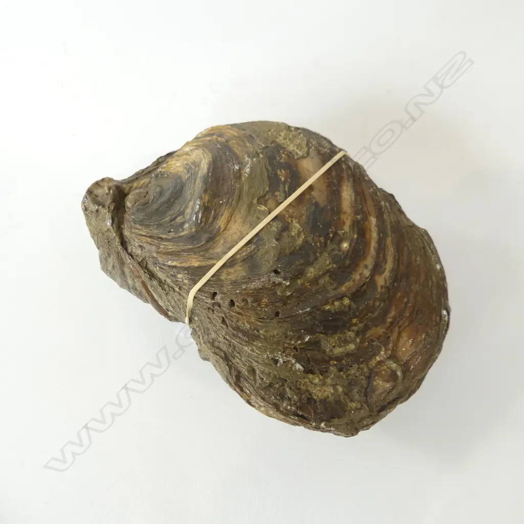 FOSSILIZED MOLLUSC – W.200mm Image 1++
