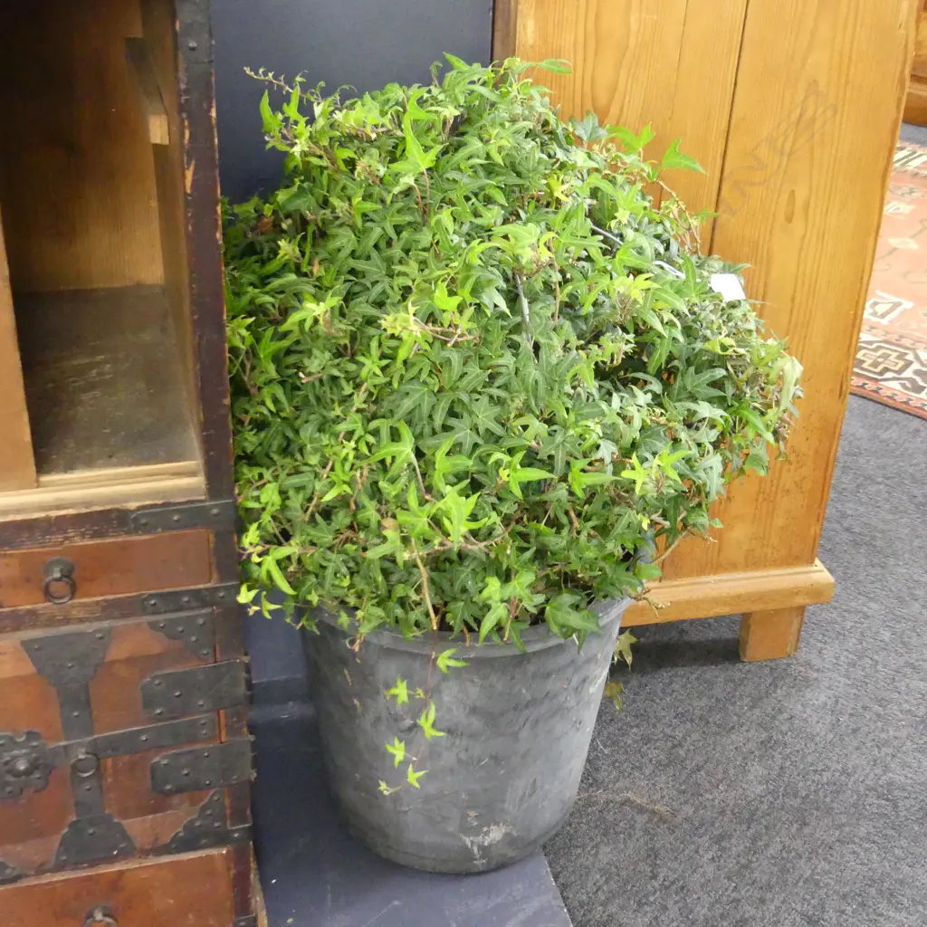 PAIR IVY TOPIARY BALLS H.600mm Image 1++