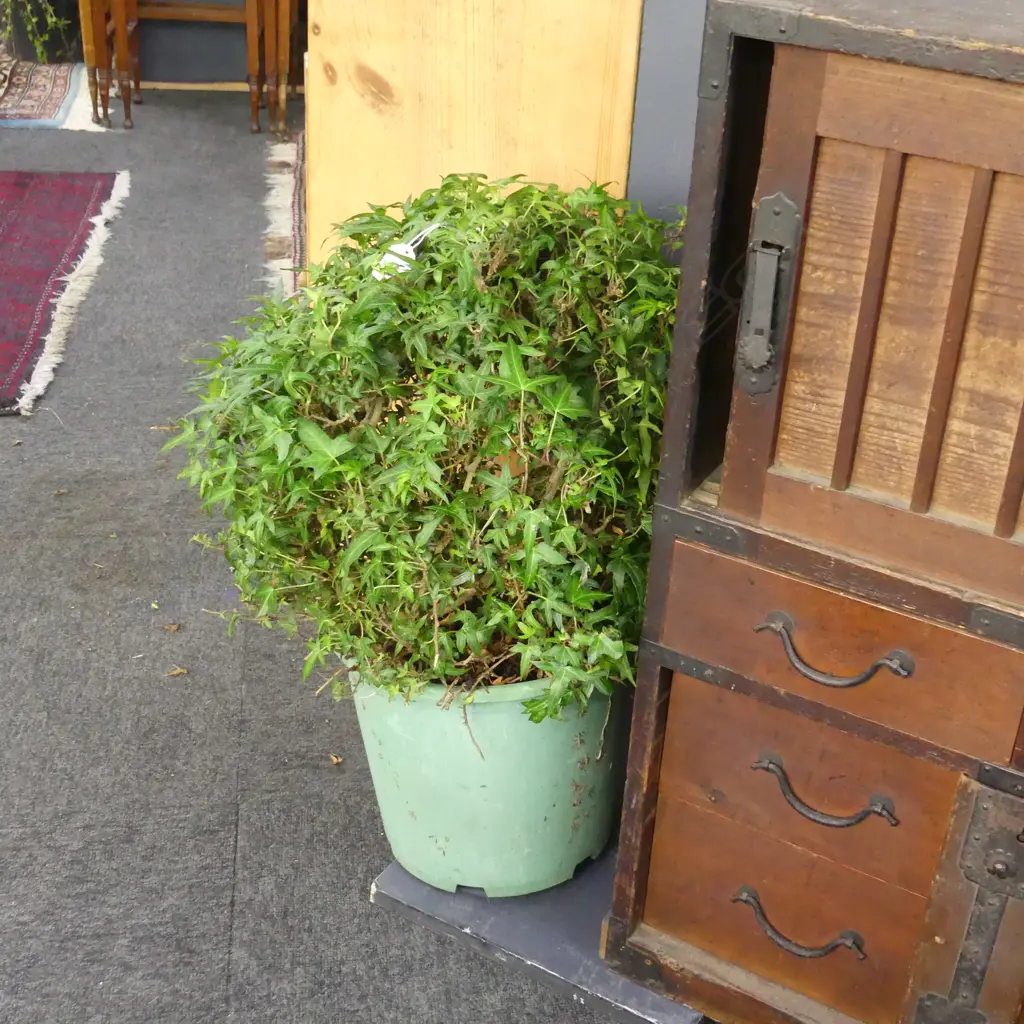 PAIR IVY TOPIARY BALLS H.600mm Image 1++