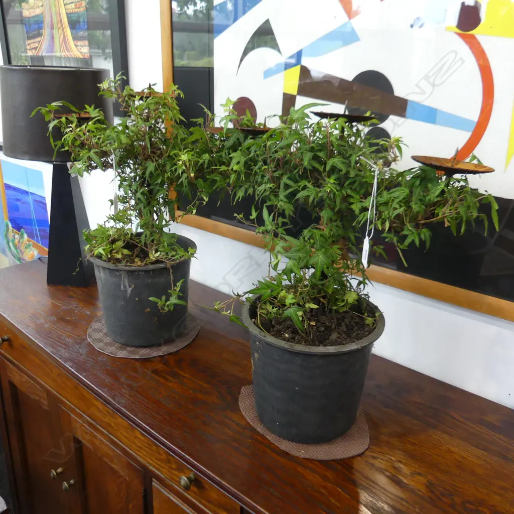 PAIR SMALL IVY TOPIARY CANDELABRA H.470mm Image 1++