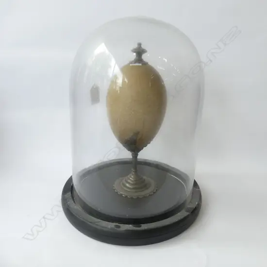 ANTIQUE CARVED EGG (AF) ON SILVER PLATE STAND IN MODERN GLASS DOME H.270mm