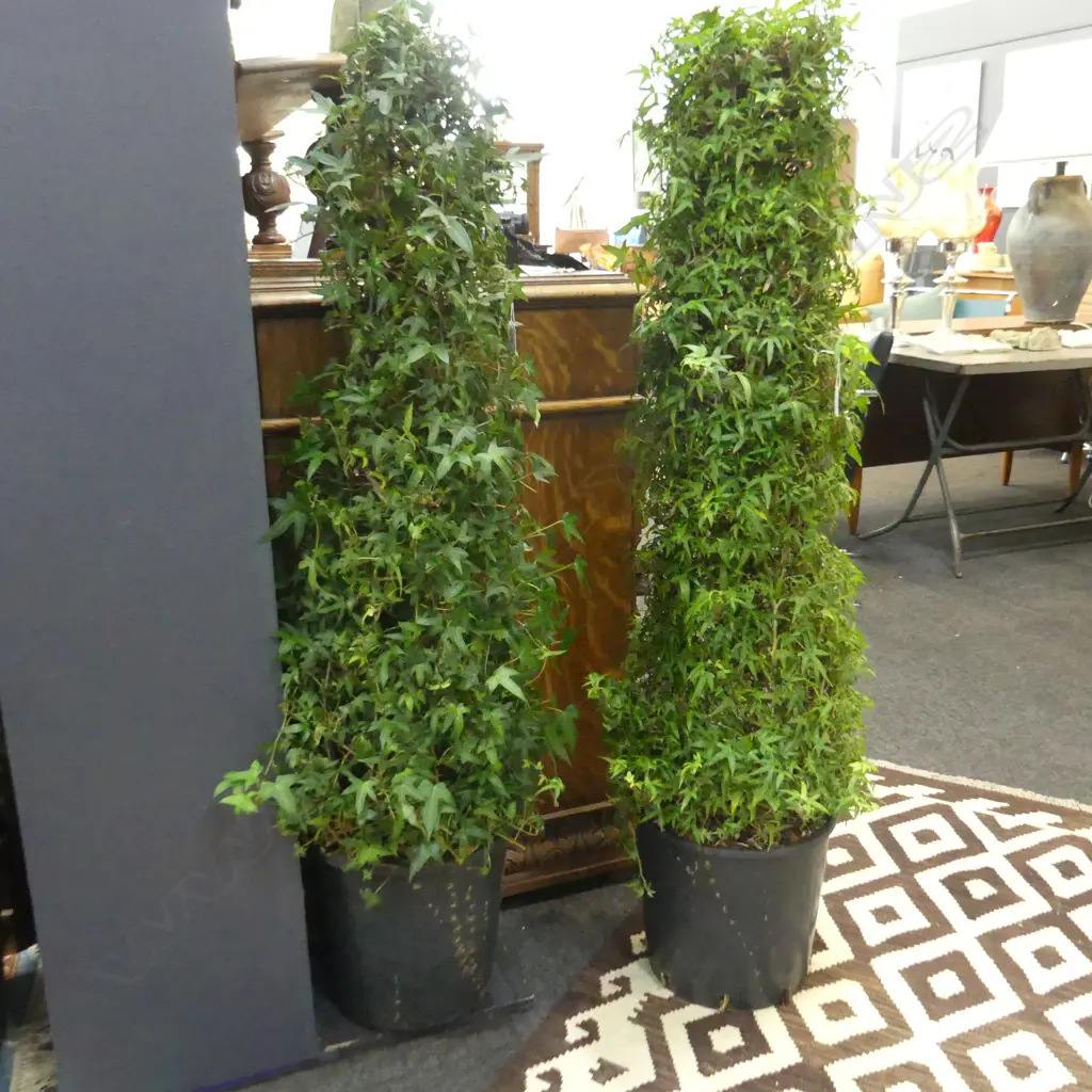 PAIR MEDIUM IVY TOPIARY PILLARS H.1320mm Image 1++
