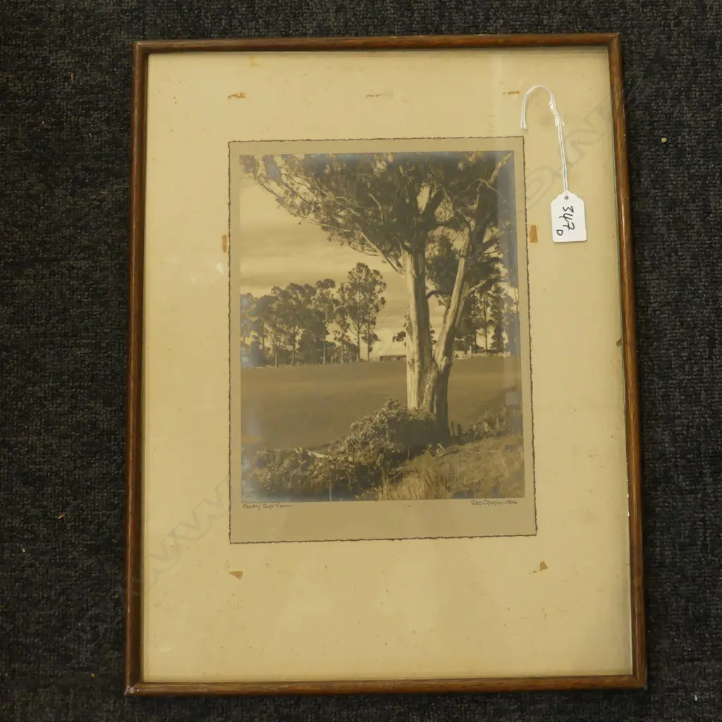 GEORGE CHANCE VINTAGE PHOTO 'STATELY GUM TREES' 280 x 210mm. Labelled verso Image 1++