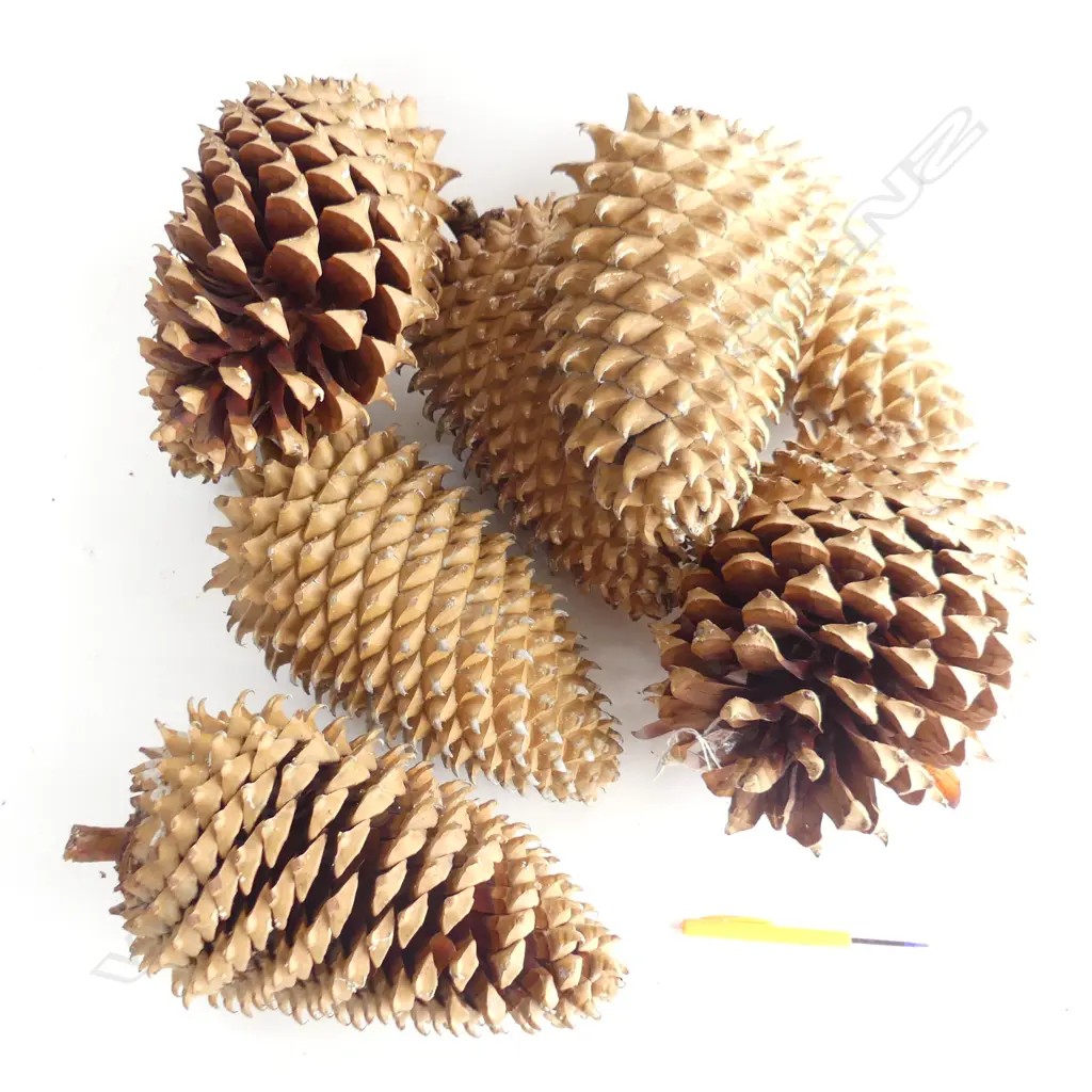 9 GIANT COULTER PINE CONES H.250mm Image 1++